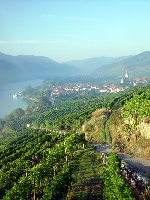 Rose Murray Brown MW (rosemurraybrown) Twitter