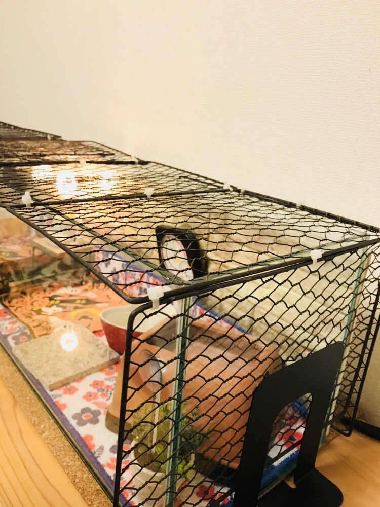 アズキヨ おしゃれと言われると嬉しい 笑 上段の水槽は元々金魚等で使っていたものなので専用の蓋が無いので自作ですが レオパだと下段のようなケースも使いやすいですよ W アズキヨ おしゃれと言われると嬉しい 笑 上段の水槽は元々金魚等で使っていたものなので専用の蓋が無いので自作ですが レオパだと下段のようなケースも使いやすいですよ W