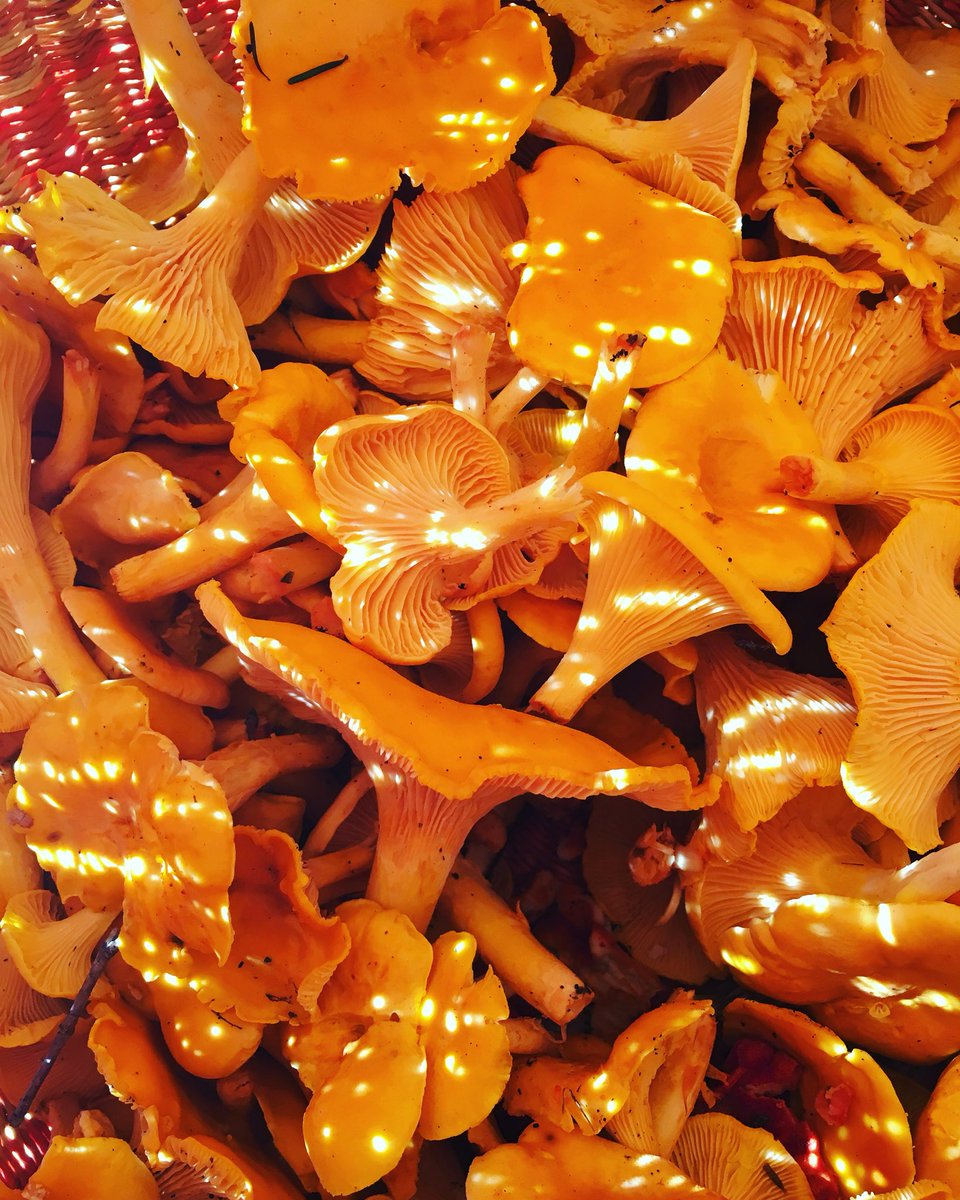 JuniperFarm's tweet photo. Chantrelle mushrooms have been poking out everywhere. 2 to 3 weeks later then usual. A delayed reaction from the drought. We will have some at the farm store today. #chantrelle #mushroom #wildmushroom #farmstore #organicfarm https://t.co/uHPqto2V1g