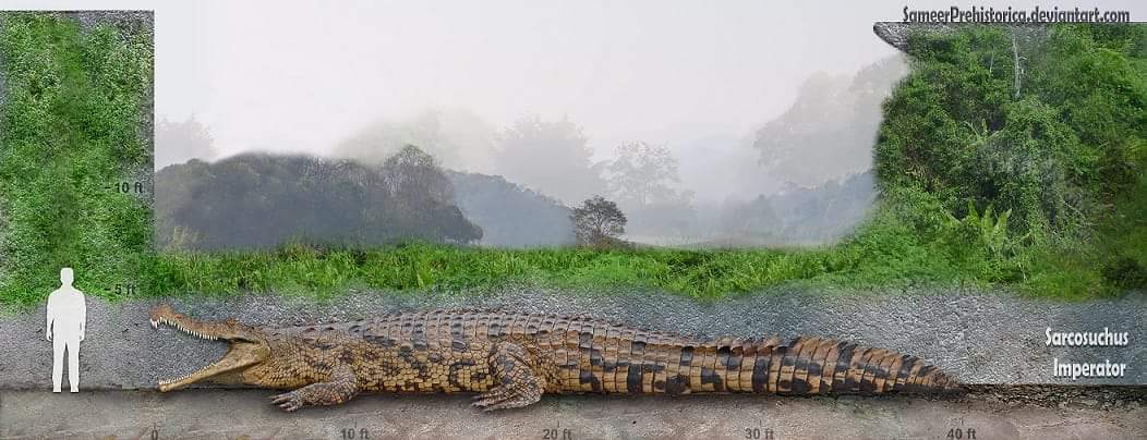 Javi_Etxebarria's tweet image. Sarcosuchus emperator. Cocodrilo gigante del cretácico #HumanForScale