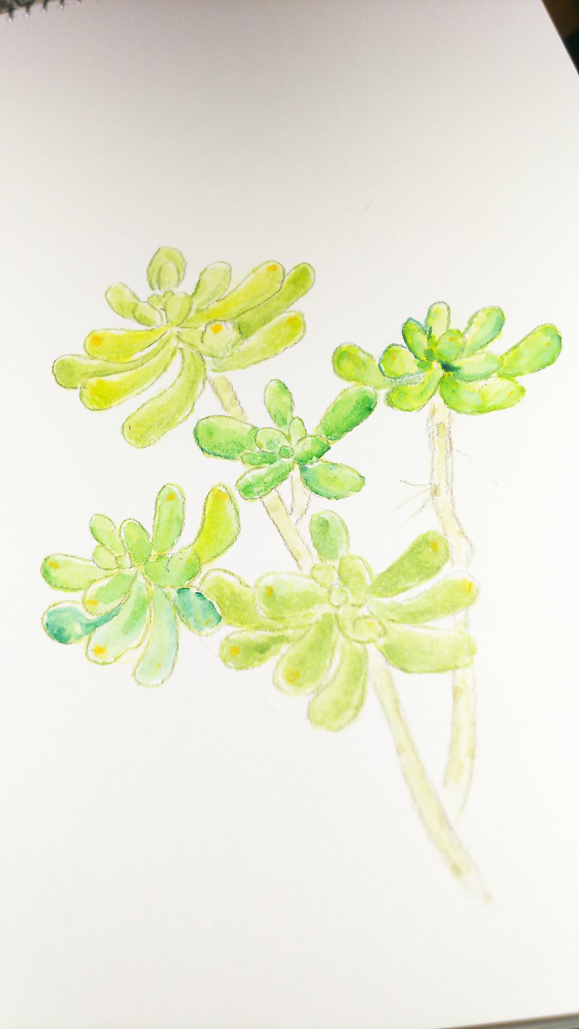 多肉植物イラスト Twitter Search Twitter