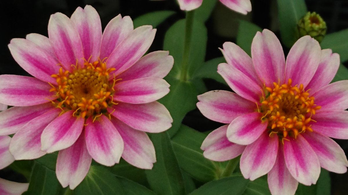 ひろちゃん おはようございます 今日は曇りのお天気ですが 午後から雨が降りだしそうです 一時的にザッと強く降ったり 雷雨になる恐れもありそうです 外出の際は大きめの傘があると安心です 写真は左の上からルドベキアにオジギソウ 右の上が