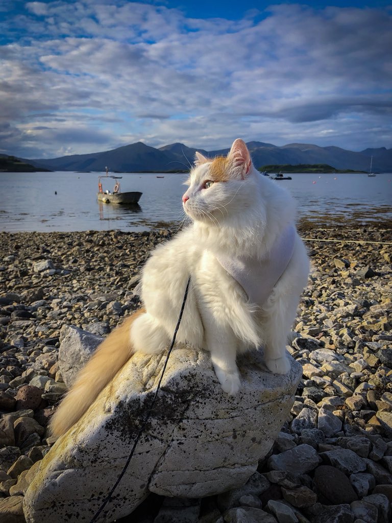 Salty_Sea_Cat's tweet image. Waiting for the ferry ⛴.
.Port Appin 
@VisitScotland #scotland #CatsofTwitter #cats
