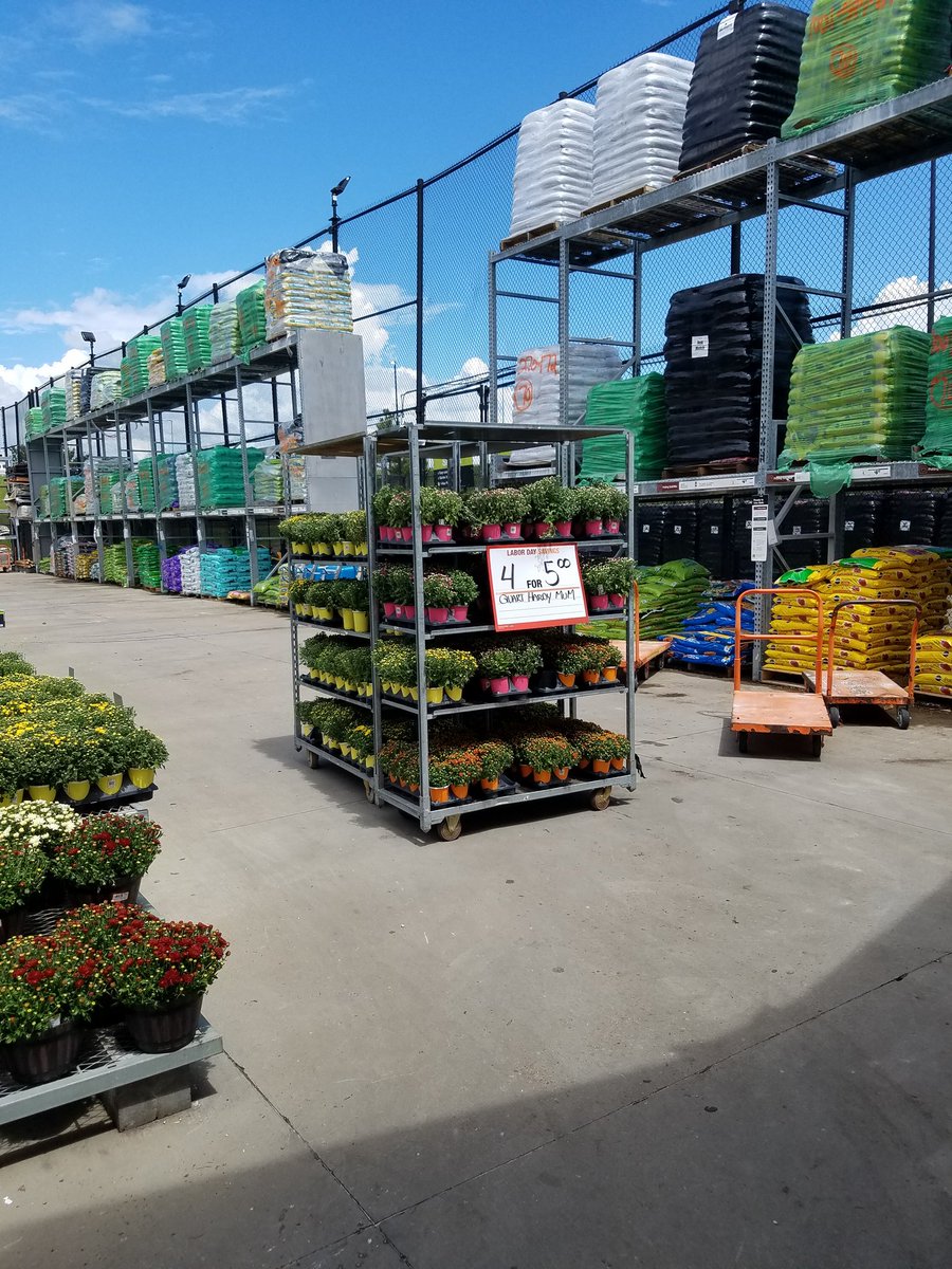 Amanda_PBF's tweet photo. Fresh garden mums at amazing prices!! #farm to home @ginger_coleman @PBFmedia  @freddyplants @anavarro52069 https://t.co/M9D9hTmfum