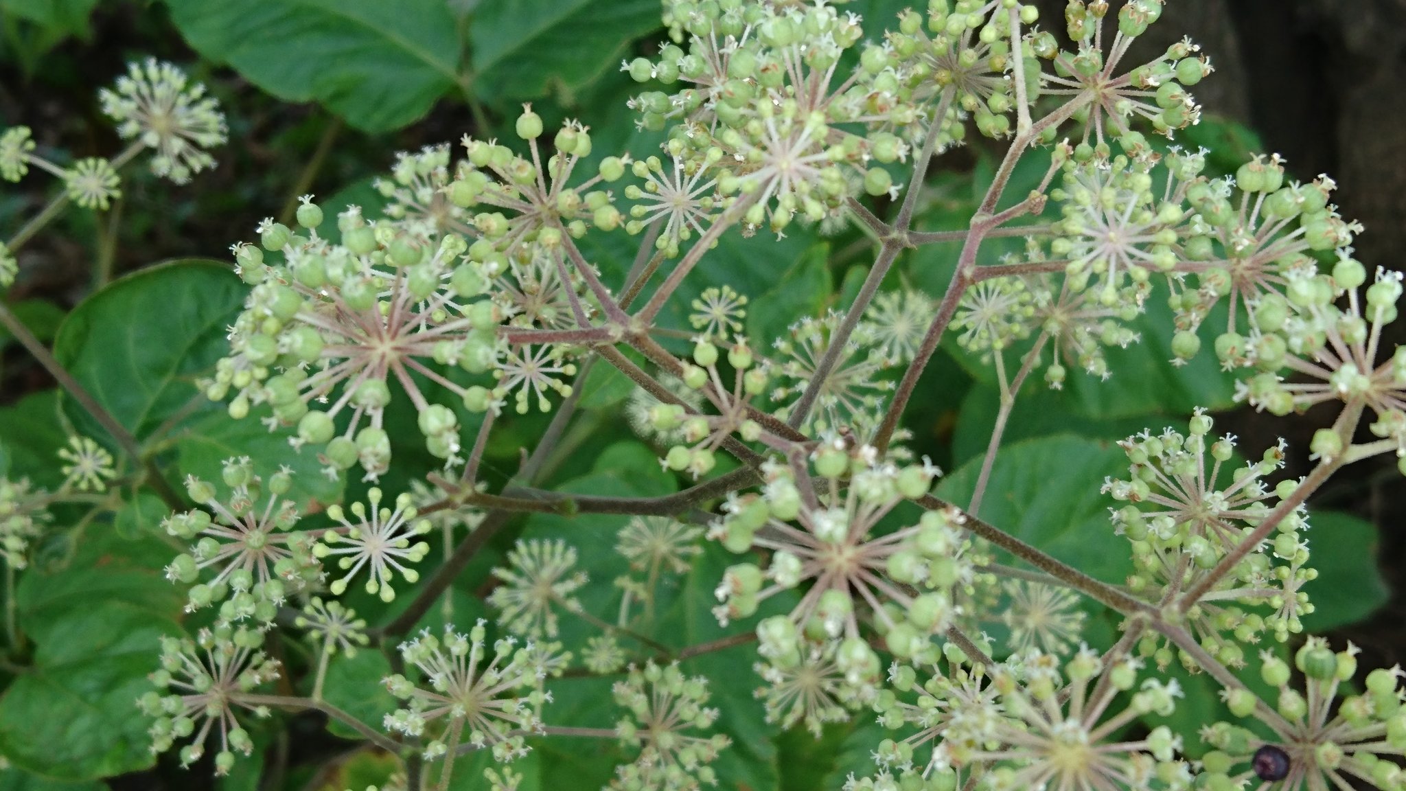 Ebimama A Twitter パッと花火のよに ウド 独活 の花が咲いてた 天ぷらで いただきますか 花言葉 健康美 ようやく明るくなってきた 雨上がりの朝 カラスの声 遠くに 虫の声 近くで おはようございます 金曜日 良い一日でありますように T Co 0bgvwyvf4v