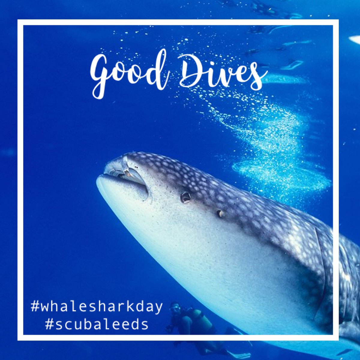 Scuba Leeds tweet media