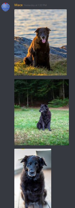 diploggaming's tweet photo. @NovieNoodle #Discord
#PetChannelBestChannel
#@FurBabies https://t.co/EBpeQCaR9r