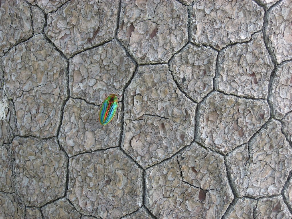 Buprestis splendens: nel Parco Nazionale del Pollino l’insetto-gioiello più raro d’Europa famedisud.it/buprestis-sple… #biodiversity #Calabria #Basilicata #pollino #natura #Video