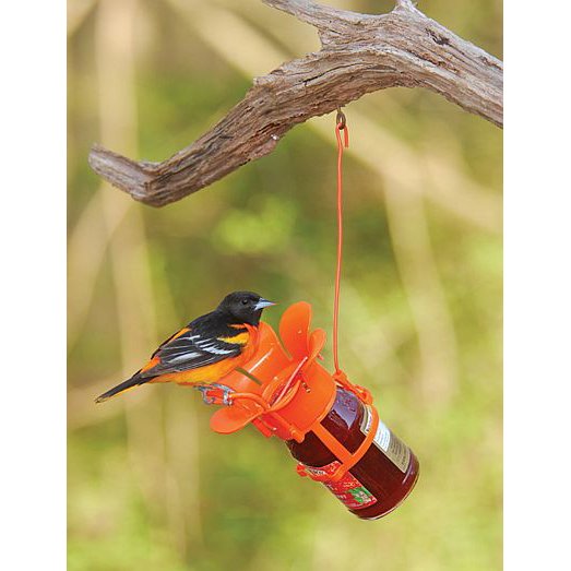 2Shopper's tweet image. Orioles love jams and jellies, and the Jelly Jam Oriole feeder lets you put out a jar for them to feast on! bit.ly/2LHwbzX