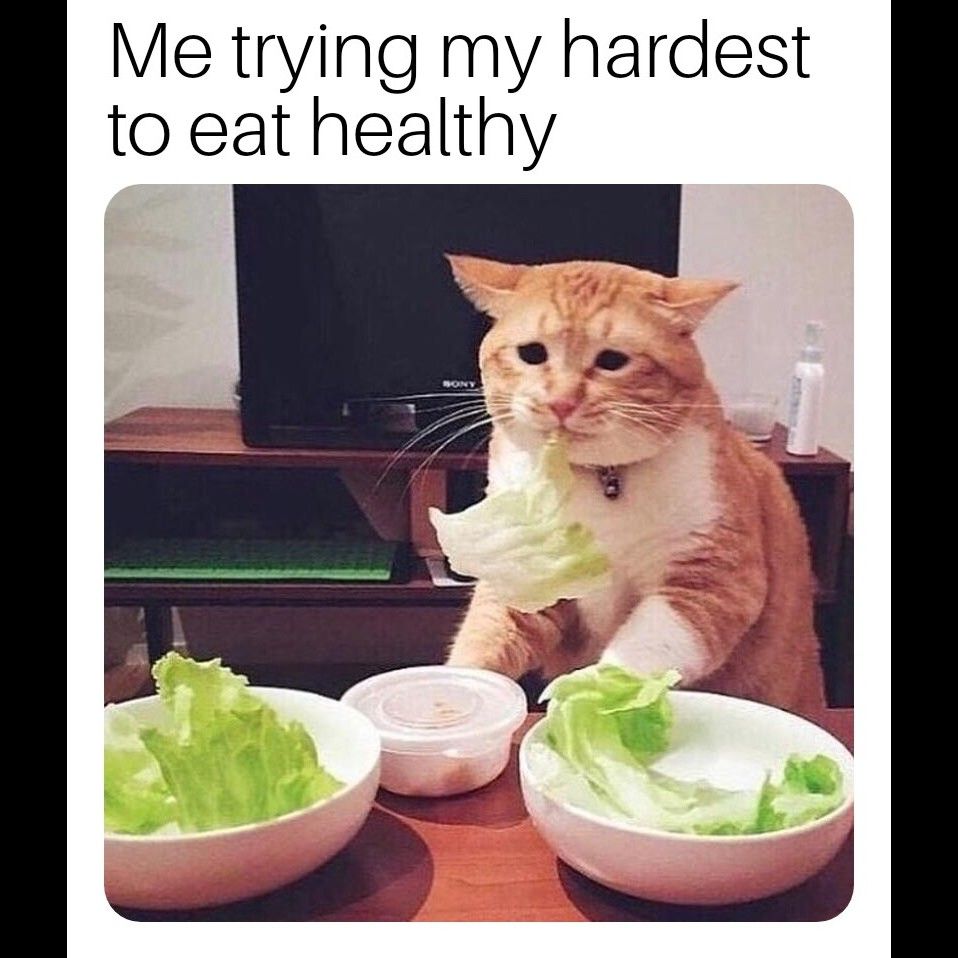 Meme Generator on Twitter: "The expression on the cat's face says it all... #Diet #Dieting https://t.co/qnHk5tvhgA" / Twitter