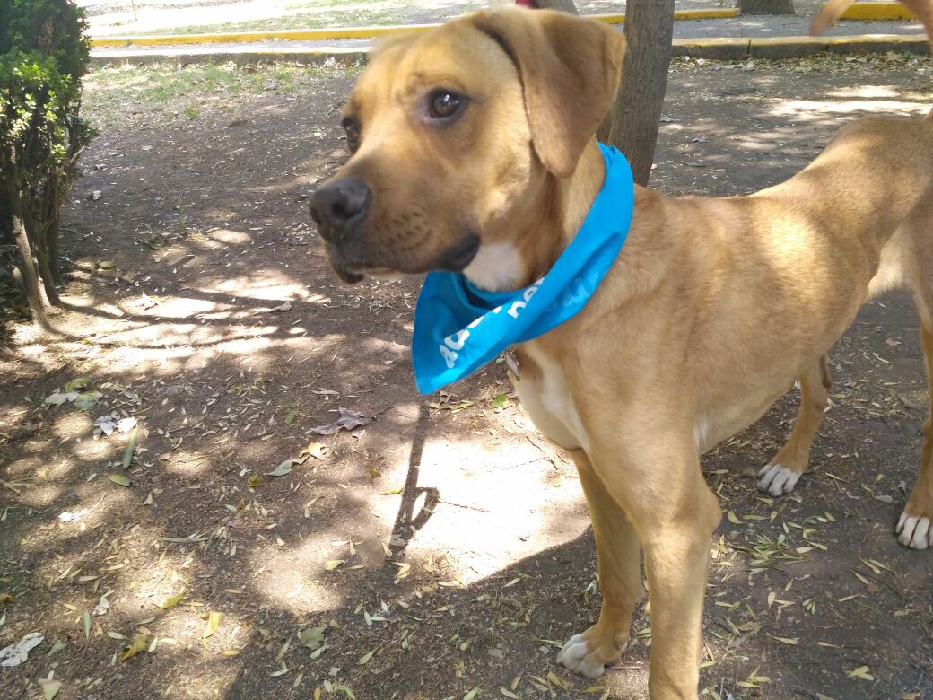 FAHaghenbeck's tweet photo. Flooky. Macho, 1 año 7 meses, talla mediana. Energía media. Es sociable y  juguetón. Le encanta jugar con la pelota y salir de paseo. Ideal para familia sin niños o hijos grandes.

Si deseas conocerlo(a), ven a Petco Miyana Polanco 👉 https://t.co/h0rxPtjVqL https://t.co/3TgYGwhP19