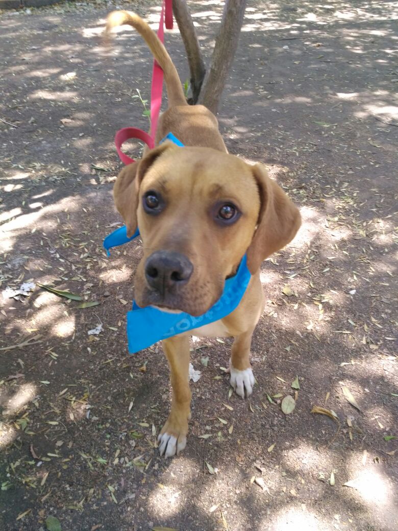 FAHaghenbeck's tweet photo. Flooky. Macho, 1 año 7 meses, talla mediana. Energía media. Es sociable y  juguetón. Le encanta jugar con la pelota y salir de paseo. Ideal para familia sin niños o hijos grandes.

Si deseas conocerlo(a), ven a Petco Miyana Polanco 👉 https://t.co/h0rxPtjVqL https://t.co/3TgYGwhP19