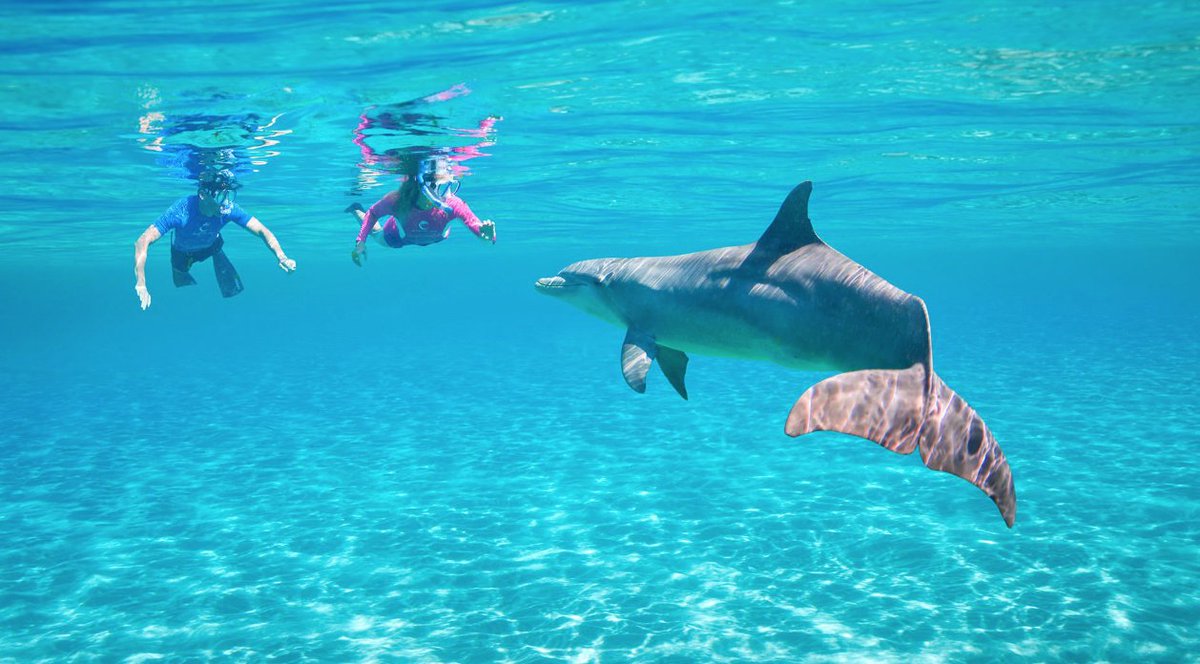 One Ocean Bahamas on X: "Have an experience like no other at the  world-class Dolphin Cay located in @atlantisbahamas. Swim with dolphins,  interact with sea lions and so much more. https://t.co/Uch3bmHIzF  #AtlanitsBahamas #