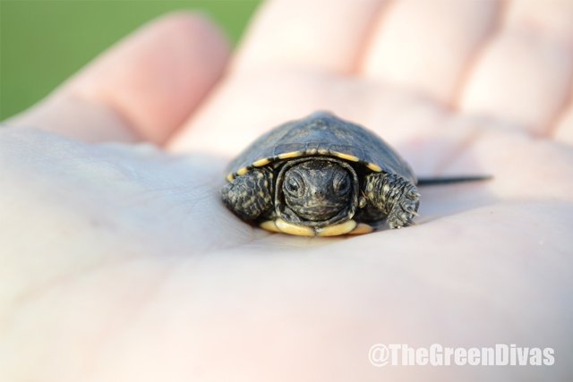 GDGreenDude's tweet photo. NEW GDs Heart Wildlife #podcast w/ @johnrplatt ~ ways to help wildlife in your backyard or globally > https://t.co/Qmd3Z8IJNZ > #wildlifeconservation #wildlife #animals #nature #itunes #spotify #alexa @revelator_news @centerforbiodiv https://t.co/L5JHH9a0oK