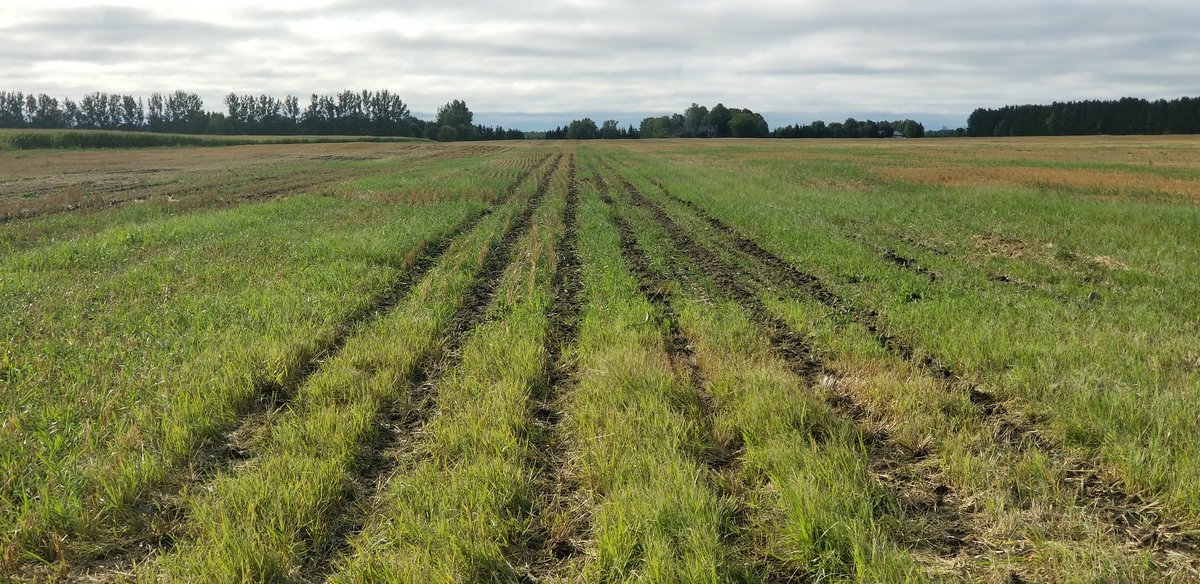 farmerschneck's tweet photo. Post rain results.
1 @DawnEquipment gen 5
2 @soilwarrior xs
3 @Case_IH shank machine
All into powder dry stone hard clay-loam with healthy regrowth
#dscia #fieldday #ontag https://t.co/i2mnwrQdLt