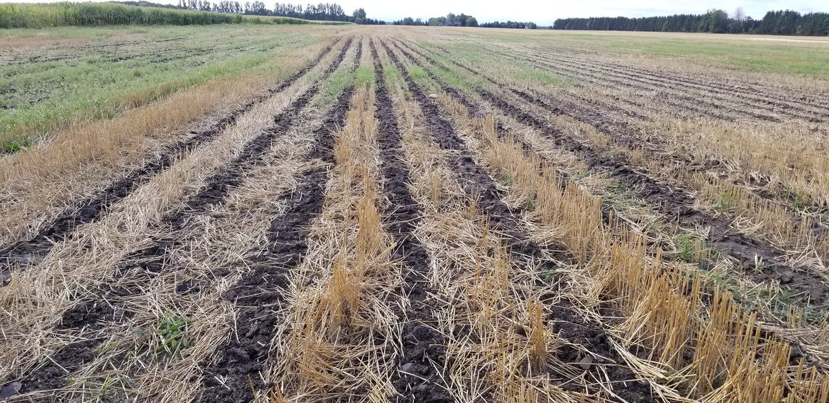 farmerschneck's tweet photo. Post rain results.
1 @DawnEquipment gen 5
2 @soilwarrior xs
3 @Case_IH shank machine
All into powder dry stone hard clay-loam with healthy regrowth
#dscia #fieldday #ontag https://t.co/i2mnwrQdLt