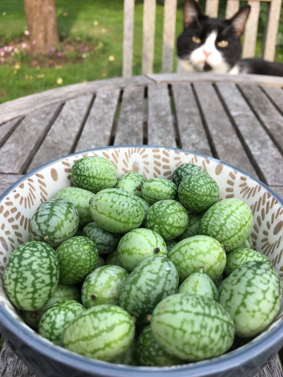 lucycgardens's tweet photo. Any recipe ideas for these little tinkers, please? #cucamelon https://t.co/EORtltzT5J