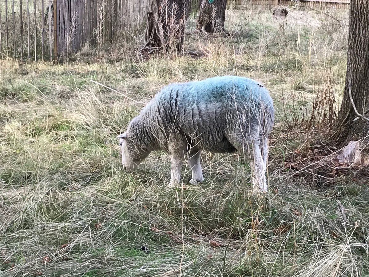 CJ_the_Vampire's tweet image. ⁦@Downygrazers⁩ ⁦@SNCVvolunteers⁩ Got to love a Herdwick that’s had a blue rinse. #shepherding