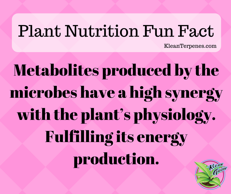 KleanTerpenes's tweet photo. #PlantNutrition #PlantNutrients #SoilQuality #Nitrogen #Microbes #MicrobialFertilizer #OrganicGrowing #BioMass #Spores #Soil #Crop #Organic #Soilconditioner #Plants #Farmer #KleanTerpenes #KleanGrow https://t.co/7vCcapBQCq