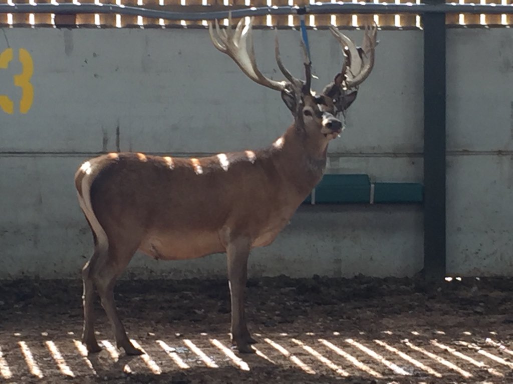 Some of our big boys getting ready for the rut