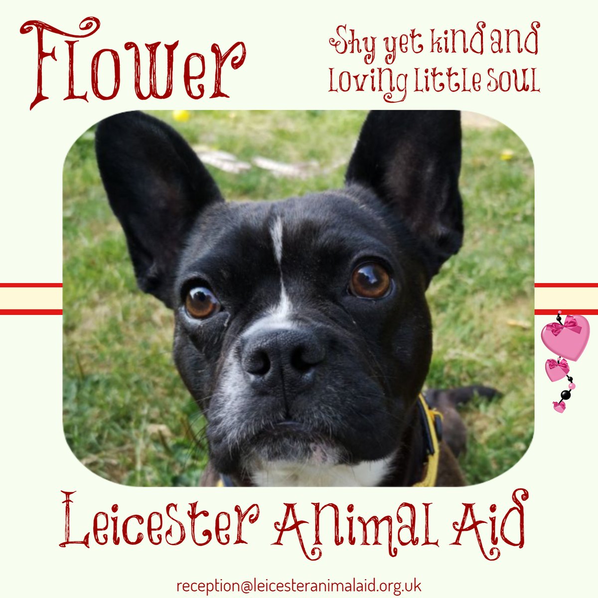 ‘Pretty Flower’ thrives on praise &amp; compliments. I do enjoy hibernating in my bed &amp; shy away from the limelight but if there's a waft of food I could be tempted. I'm a happy soul who enjoys playing &amp; seek affection @LeicsAnimalAid bit.ly/2PkkkKG #AdoptDontShop #AdoptADog