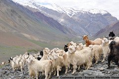 There are a lot of ethical issues around mass market cashmere. I can't quite decide if gloves made from #recycled cashmere (old sweaters) are a great idea or contributing to the problem of unsustainable cashmere production #ethicalfashion #ethicalyarn