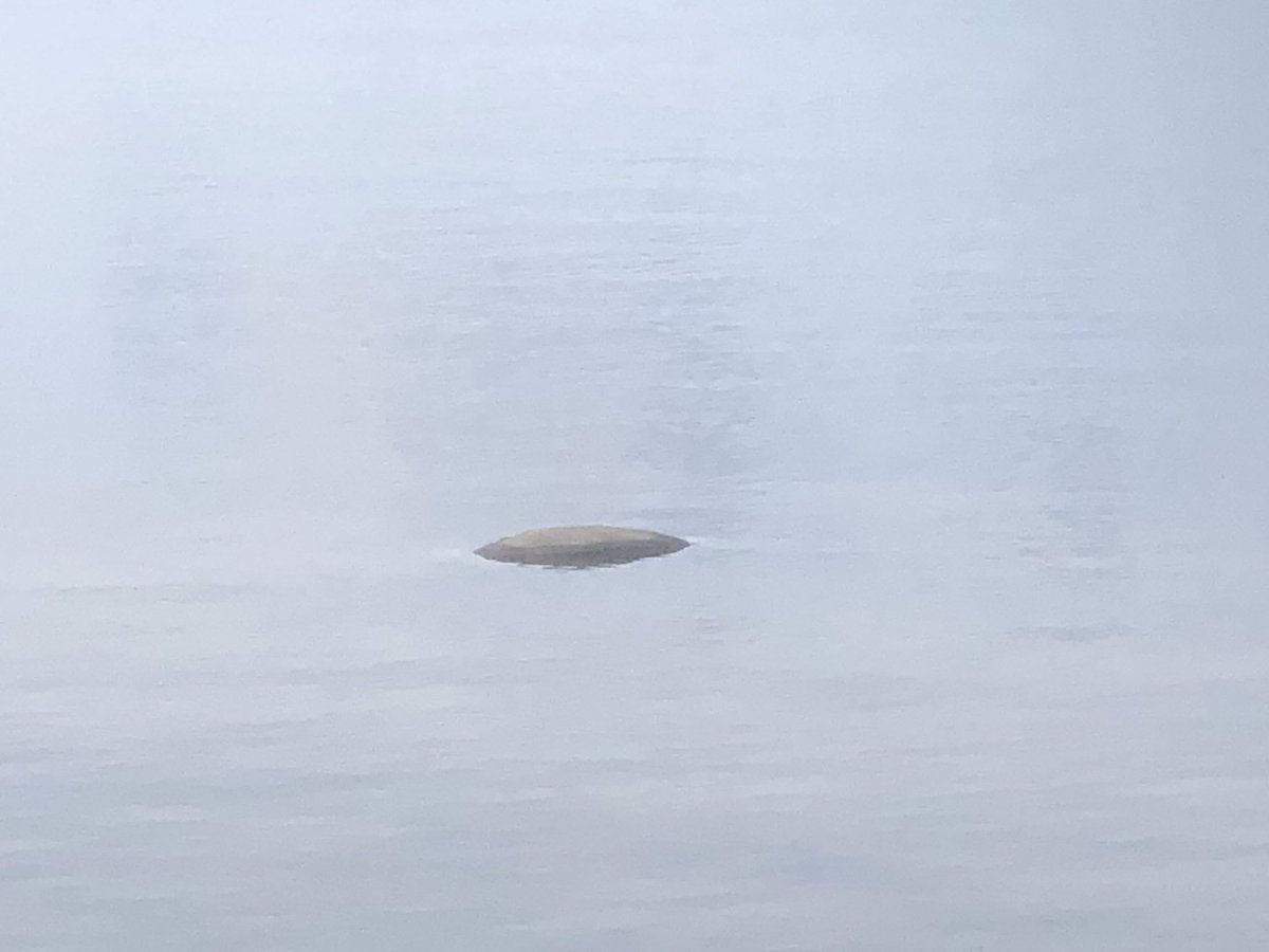 CleanTribe's tweet photo. Another dead manatee found in Lemon Bay this morning. #ThursdayThoughts #CleanWater #LetsMakeTheGulfGreatAgain #WeCanFixThis #SWFL #CleanWaterTribe #VoteCleanWater #TimeForChange #TakeActionToday https://t.co/woQimKZG56