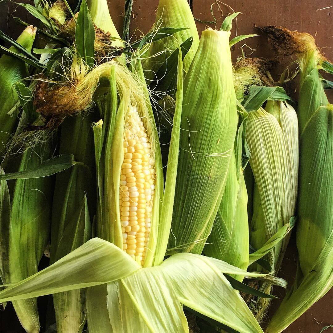 DakinFarm's tweet image. Local Farm Fresh Sweet Corn! 🌽🌽🌽Picked daily #vermontfresh #buylocal