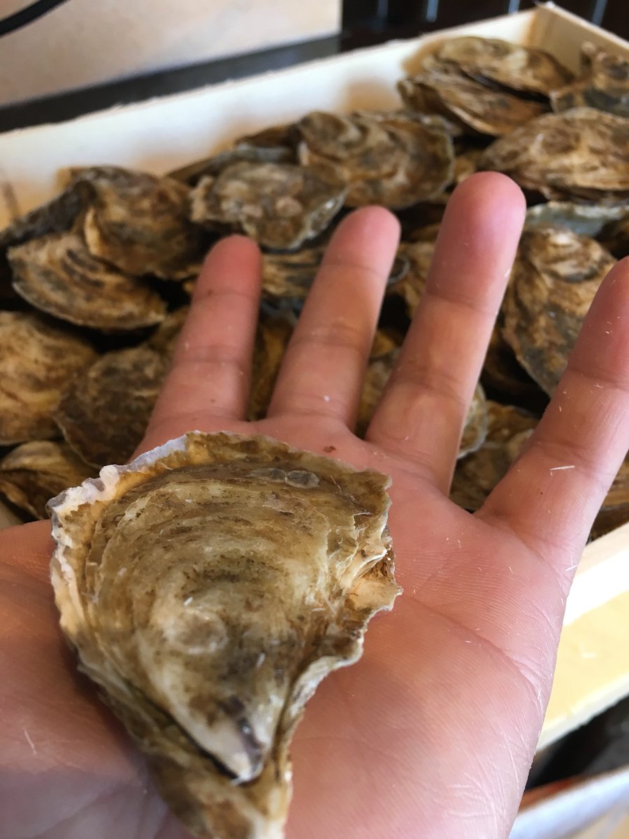 Yoshisushicove's tweet photo. We just got in BeauSoleil oyster !
#freshoyster #beausoleil #huntsvilleal #hamptoncove #eathsv #dinehsv #huntsvillefoodie #sushifusion https://t.co/Dlrx5zqDsi