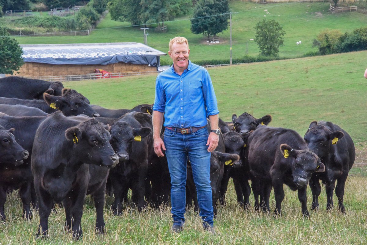 Filming in a field of mature Bulls, steers or cows and calves not a problem thanks to the temperament of #lowlinecattle #docile #easyhandled #beefcattle #allbeef #grassfed #homereared #countryfile #adamhenson