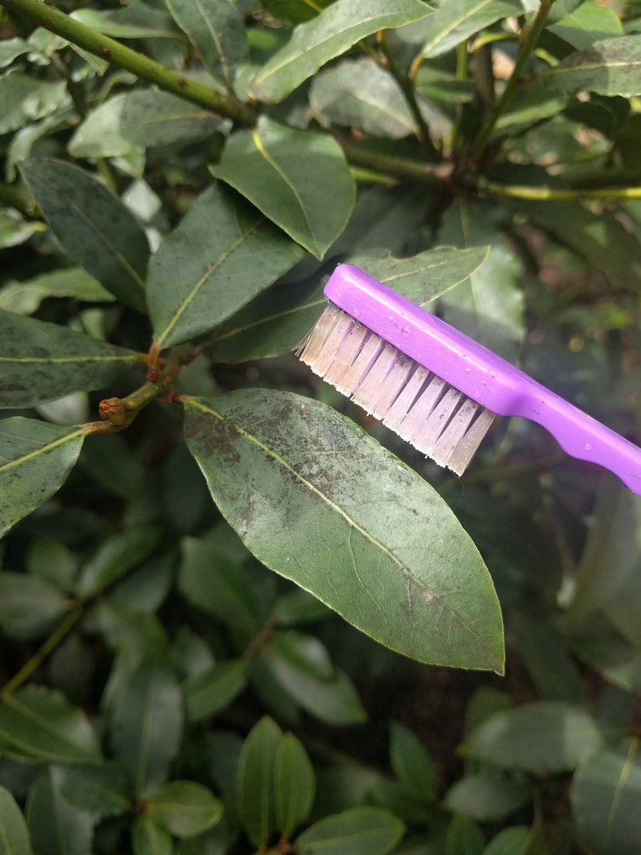 MarieToniLargo's tweet photo. Even leaves need their teeth brushed!  Removing scales and mould on this Bay Laurel at the @HPRConservatory #IPM https://t.co/hE0M4B7SIe