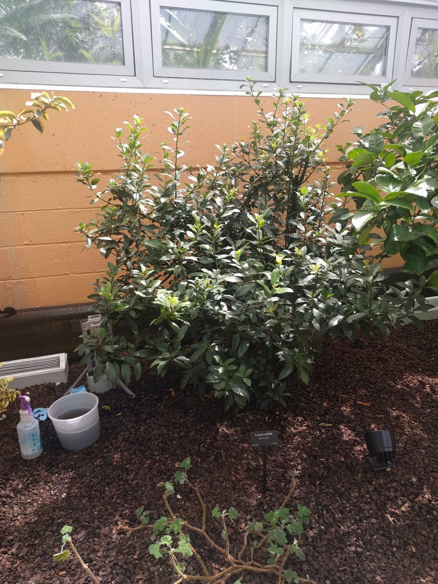 MarieToniLargo's tweet photo. Even leaves need their teeth brushed!  Removing scales and mould on this Bay Laurel at the @HPRConservatory #IPM https://t.co/hE0M4B7SIe