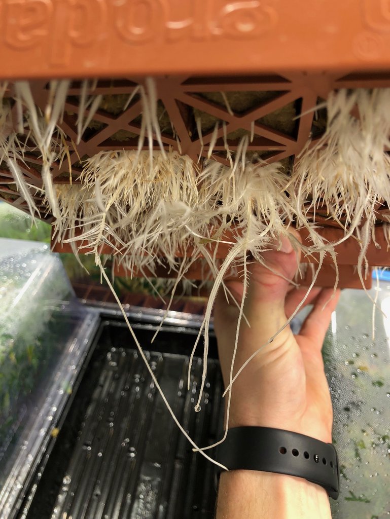 This commercial grower was plagued with Pythium and bug problems over the last 2 years. He's now overly excited about his new Blue Gold root systems after only 7-10 days. 🙏🏼 He said, 'Blue Gold financially saved my entire commercial grow system from foreclosure'. 🤩

#Cannabis