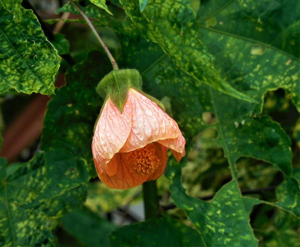 ian (@vappuk) on Twitter photo 