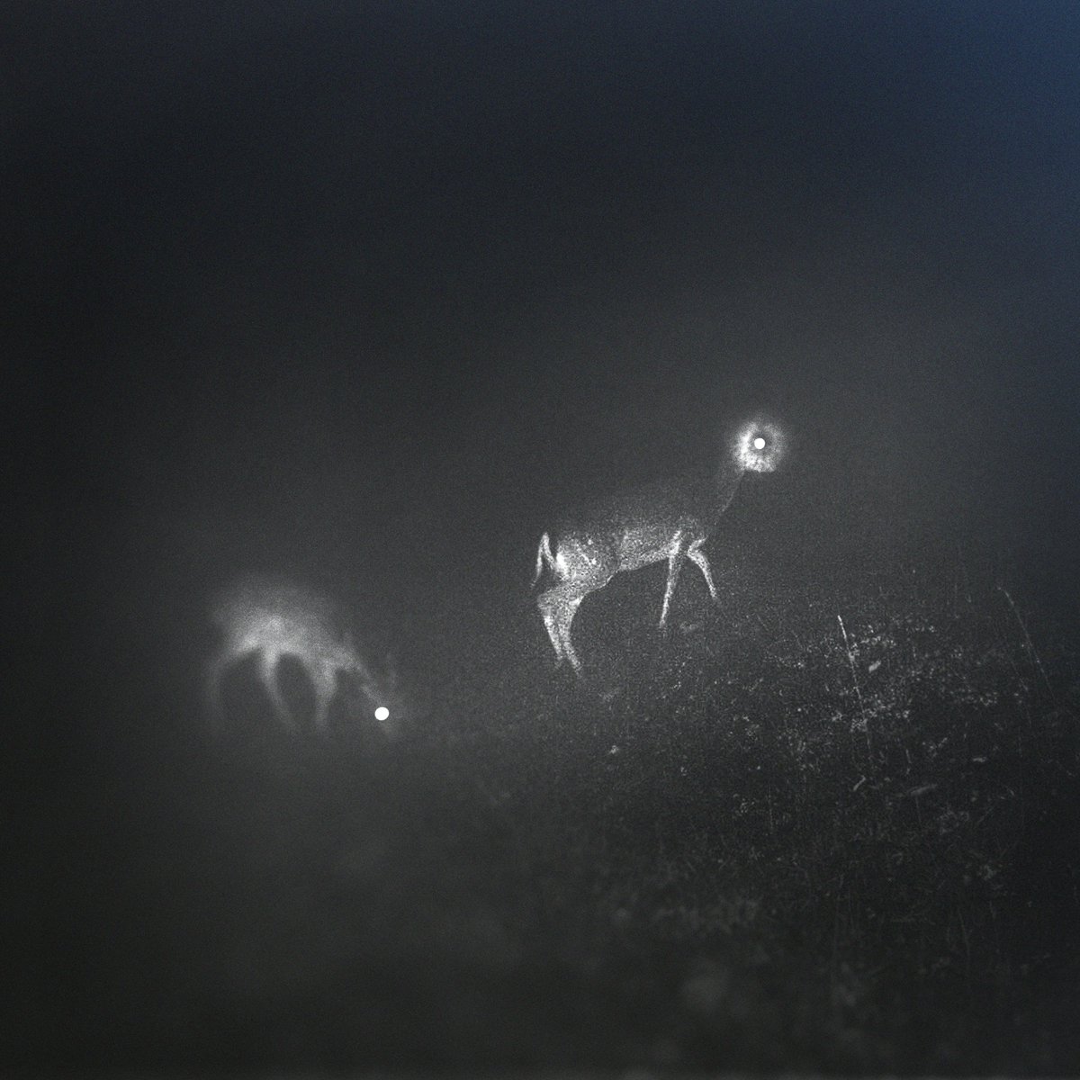 We are releasing an incredible album by a new metal duo called Bliss Signal 9/28. Bliss Signal is <a href="/wifesounds/">jk</a> + <a href="/mumdance/">Mumdance</a> . You can hear the first song and pre-order the ltd white smoke vinyl pressing at blisssignal.com (co-release w @profound_lore)
📷: @andreabuzzichelli