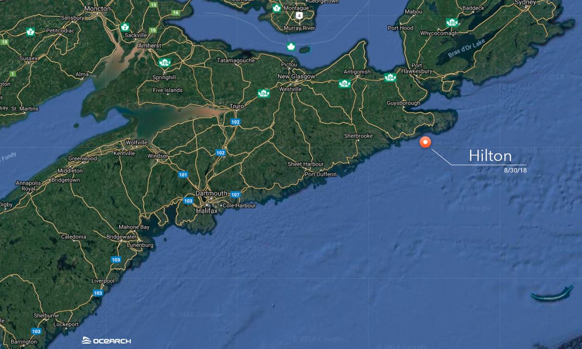 OCEARCH (@ocearch) on Twitter photo We’ll be watching closely to see where <a href="/HiltonTheShark/">HiltonTheShark</a> goes next. Will he swing out to Sable Island? Head to Newfoundland? Turn around? What he does could have bearing on our upcoming expedition to Nova Scotia. We’ll be watching closely to see where <a href="/HiltonTheShark/">HiltonTheShark</a> goes next. Will he swing out to Sable Island? Head to Newfoundland? Turn around? What he does could have bearing on our upcoming expedition to Nova Scotia.