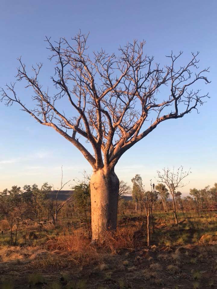 greenprojectorg's tweet image. The #boabtree #MYSTERY. These bottle-shape trees live thousands of years, they are deciduous and their bat-pollinated #Flowers bloom at night. According to one theory, #ancient #Aboriginal peoples were the main agents responsible for spreading the boab tree in the #Kimberley.