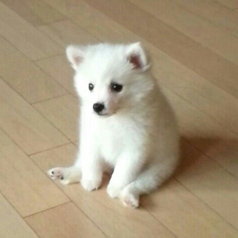 begopa_dan's tweet photo. @sinfage_0716 선생님 진짜 어디서 귀여움전공하싣ㅎ 오셨나요 어쩜이렇게 하나하나 다 귀여울수가있죠 강림이 당근 옷 벗는거 본 자홍이 먹던 당근 툭 떨구고 수홍이 물 마시다 물통에 얼굴 우퓊풰하는거 보고싶어요ㅠㅠ수홍이 삐쳐서 강림보면 뒷다리로 퍽 치고가고 자홍이는 이 짤같이 멘붕인거요ㅠㅠ https://t.co/V1OyMwTnGt