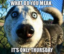 the dolphin mare st. tweet media