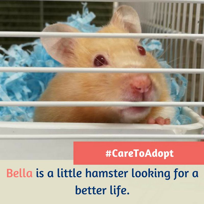 rspca hamsters for adoption