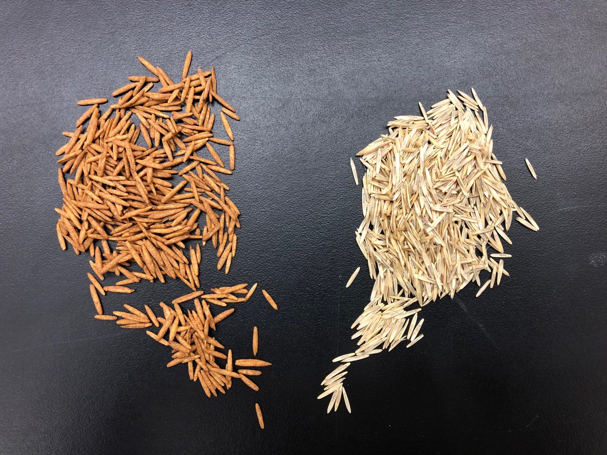 Which do you prefer: spicy or non-spicy? A new paper led by <a href="/usfs_rmrs/">Rocky Mountain Research Station</a> Research Ecologist Dean Pearson looks at coating native plant seeds with spicy pepper oils to prevent #seed predation: Learn more: fs.fed.us/rmrs/news-rele…