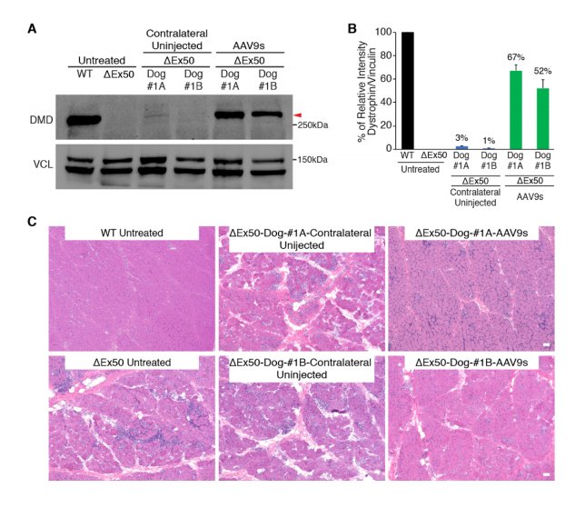 Here comes the big #CRISPR for DMD paper from Eric Olsen's team @ExonicsTx, first reported by <a href="/LeonelaAmoasii/">Amoasii Leonela</a> at New Directions conference in June

Gene editing restores dystrophin expression in a canine model of DMD
science.sciencemag.org/content/early/…
$SRPT $SLDB