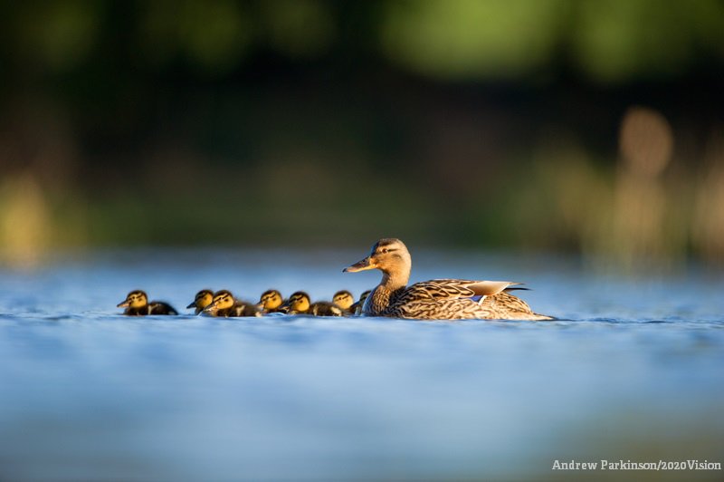Ducks love eating things like sweetcorn, lettuce, frozen peas (make sure you defrost them first!), oats and seeds. Bread is not so good! 🦆🦆🦆