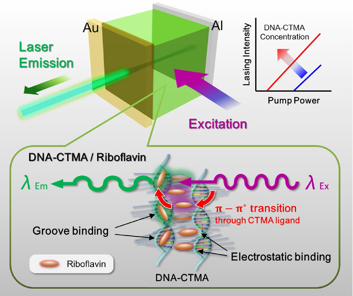 OpticaPubsGroup's tweet image. via #OSA_OL: Enhancement of the lasing efficiency of vitamin B2 in a highly polar organic solvent via DNA-lipid complex ow.ly/ug9630lBnls #biocompatible #Lasers