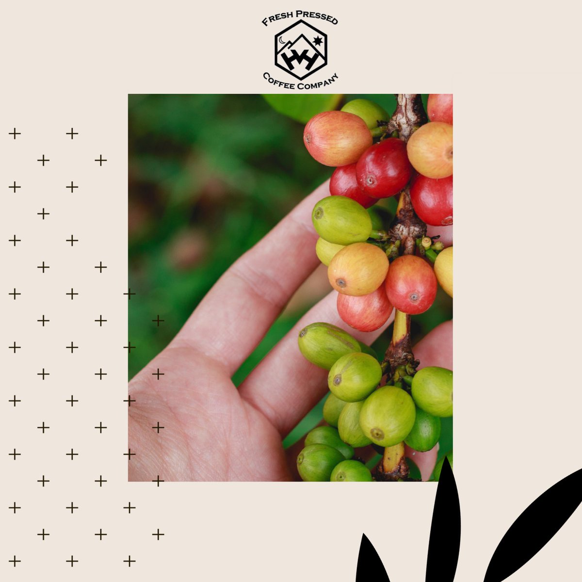 FreshPressed_'s tweet photo. Come out from 4 to 7 tonight and experience all three of our #coldbrew #coffee selections.
Lots of great vendors at the @copperascove #FarmersMarket

@CopperasCoveCOC @killeenchamber @ChamberCove https://t.co/iB5mmWCVrn
