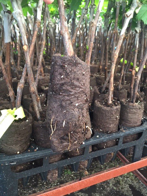 amahort's tweet photo. RootSmart™ Tree Propagation Trays end #rootgirdling when it counts - in #propagation. Great for #grapes too. https://t.co/YWsvMn8zG0 #healthytrees #sustainable #landscape #trees https://t.co/sj8Gt2ZnhB