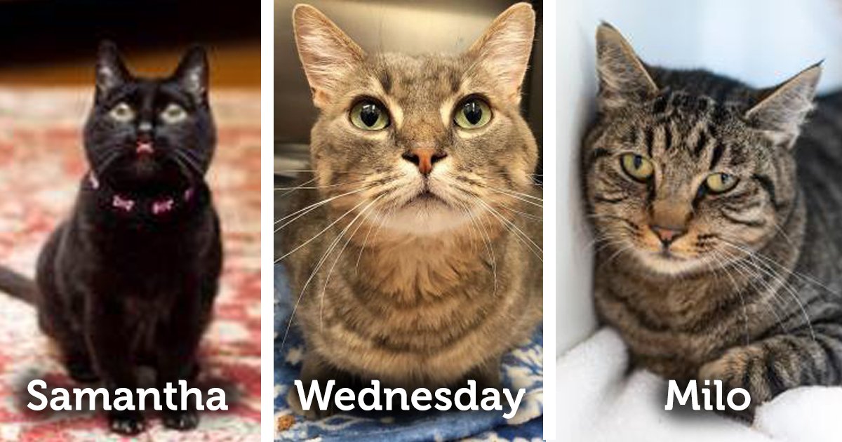 SeattleAnimalShelter tweet media