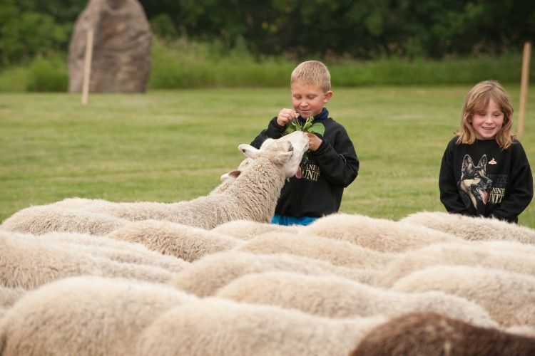 CityFortSask's tweet photo. Did you know the #FortSask sheep are a method of turf maintenance, and major tourist attraction? Our flock can draw up to 100+ visitors a day! #SheepWeek #BaaRamEwe https://t.co/WUz7kixoDn