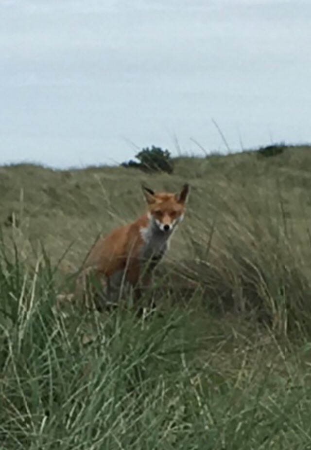 Irriplan's tweet photo. #golfwildlife came across this friendly fellow on an Irish links today. https://t.co/70PuLJnpJq