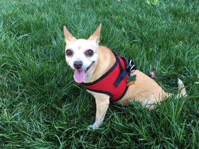 GivingPaws's tweet image. Pupdate: Goldie’s Progress, Newsletters and more… doggedhope.com/2018/08/30/pup…